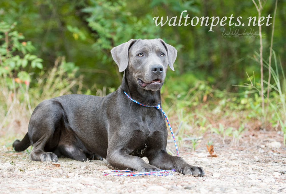 Weimaraner mix breed dog laying down outside on leash Picture