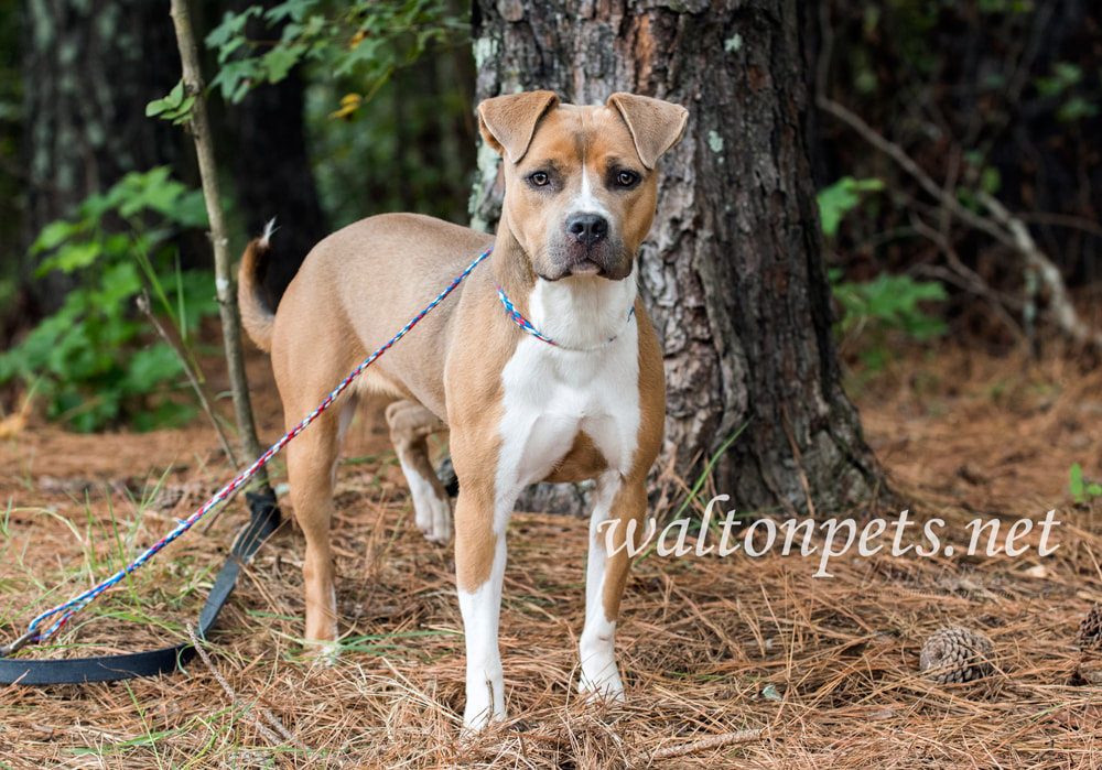 Brown and white American Pitbull Terrier dog outside on leash Picture
