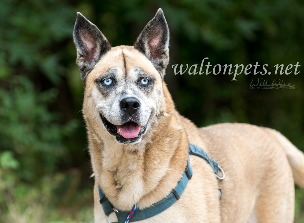 Older Shepherd Husky mix dog with blue eyes and harness animal shelter adoption Picture