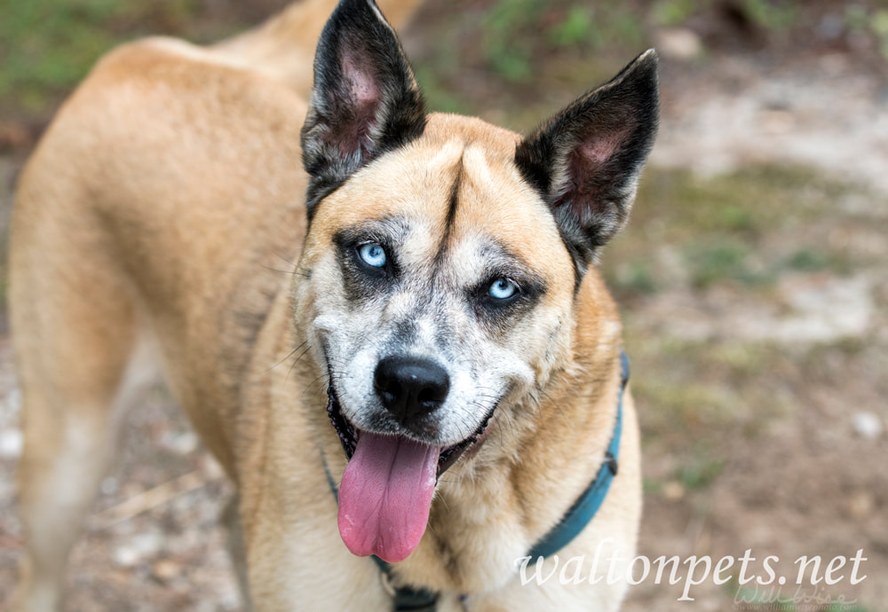 Older Shepherd Husky mix dog with blue eyes and harness animal shelter adoption Picture