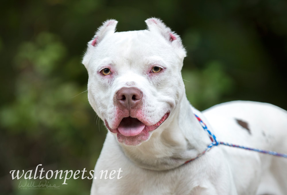 White pitbull dog with cropped ears Picture