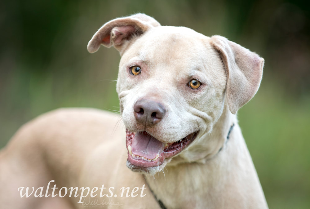 Happy neutered male tan Lab mixed breed dog rescue photo Picture