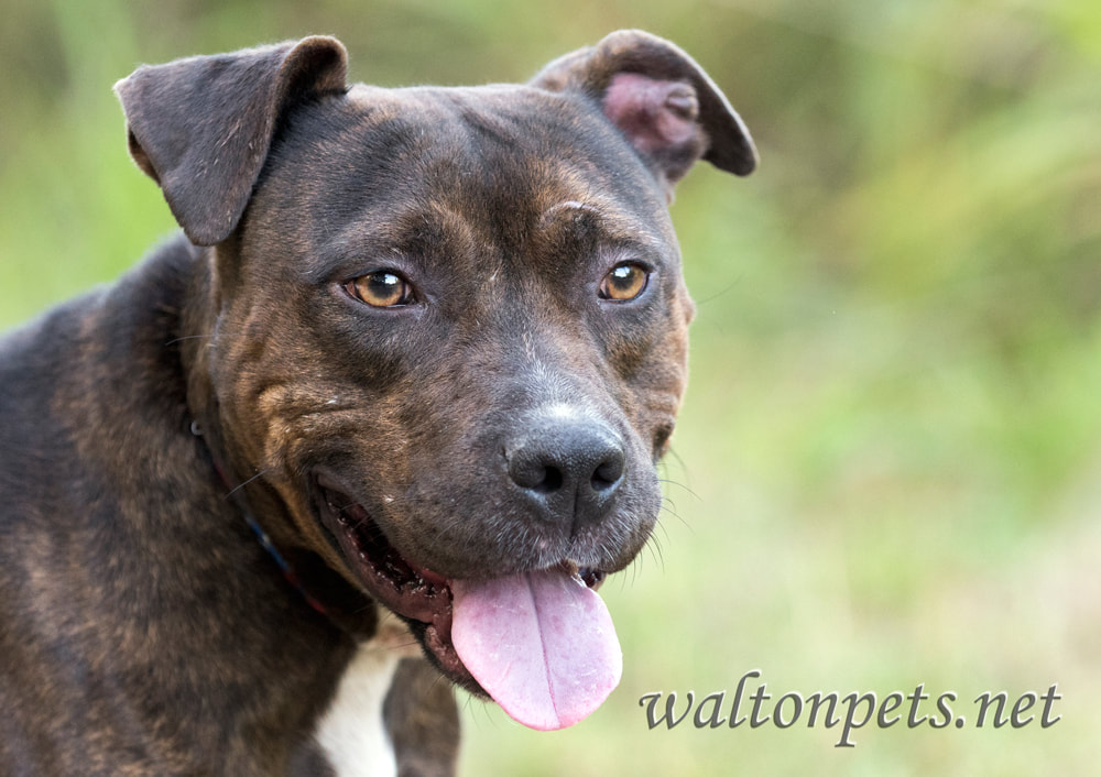 Brindle American Pit Bull Terrier dog panting tongue Picture