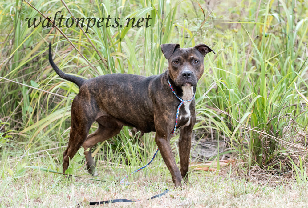 Pregnant female brindle Pitbull Terrier dog outside on leash Picture