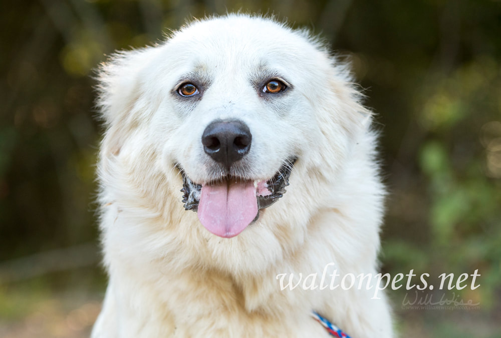 large white Great Pyrenees dog Picture