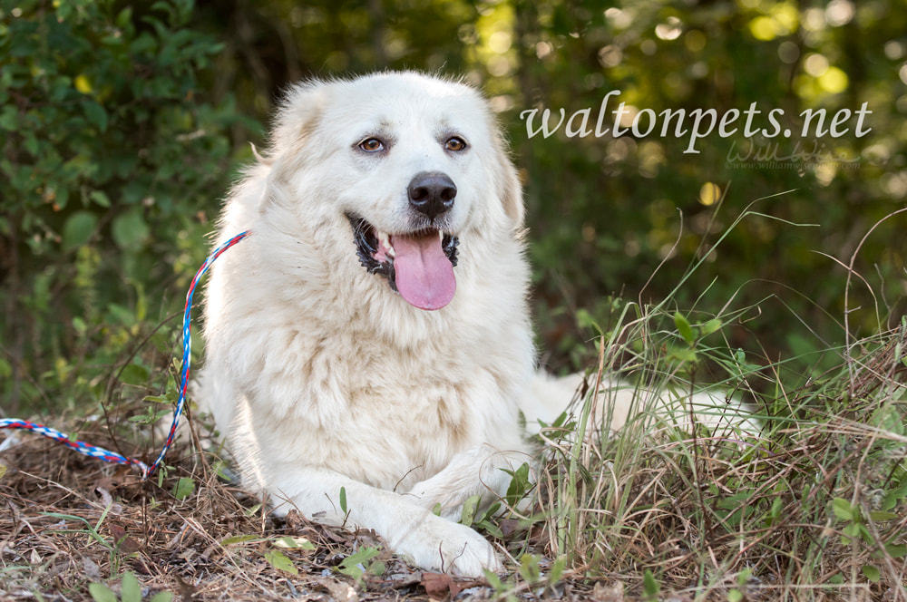 Lazy large white Great Pyrenees dog laying down outside Picture