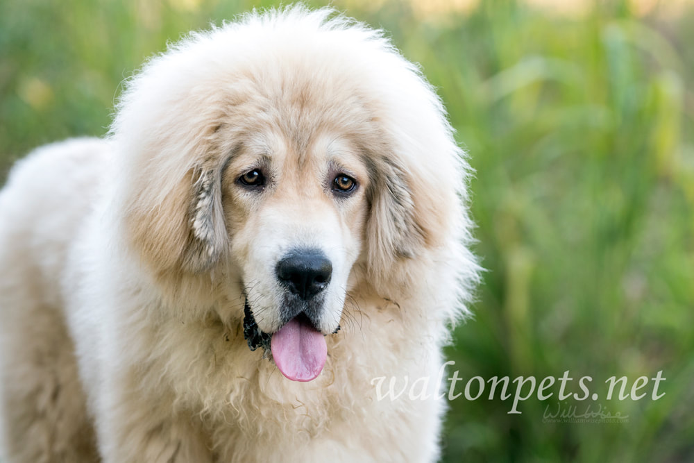 White fluffy Tibetan Mastiff mix breed dog adoption rescue Picture