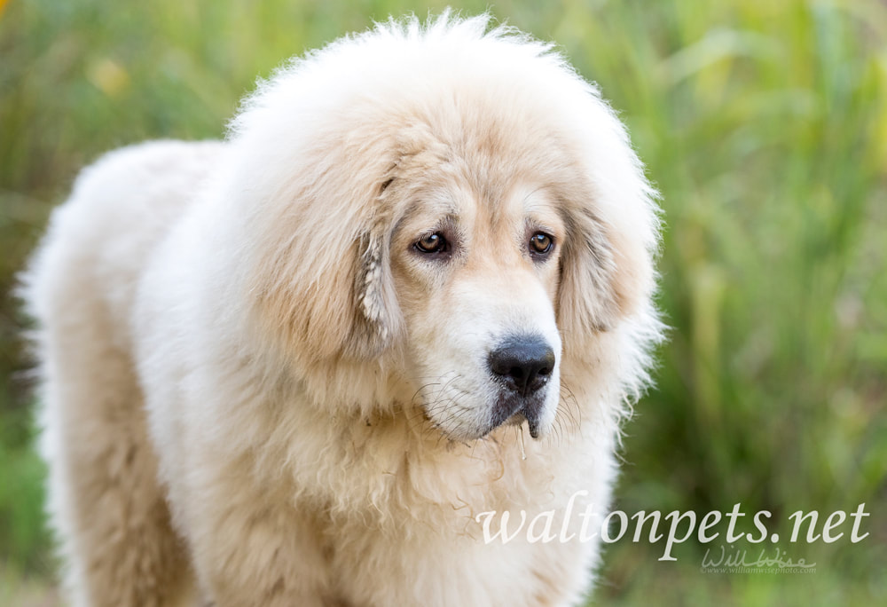White fluffy Tibetan Mastiff mix breed dog adoption rescue Picture
