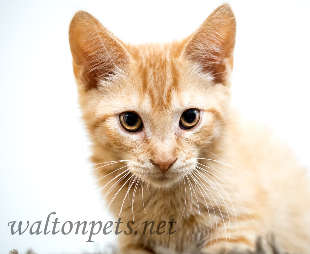 Cute orange kitten animal shelter adoption rescue Picture