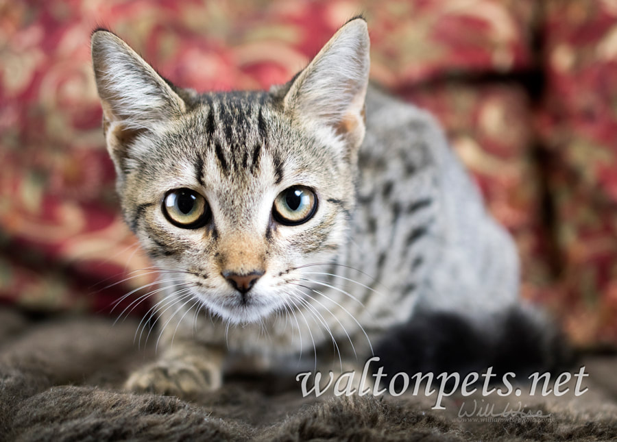Cute Tabby Kitten animal shelter cat adoption photo