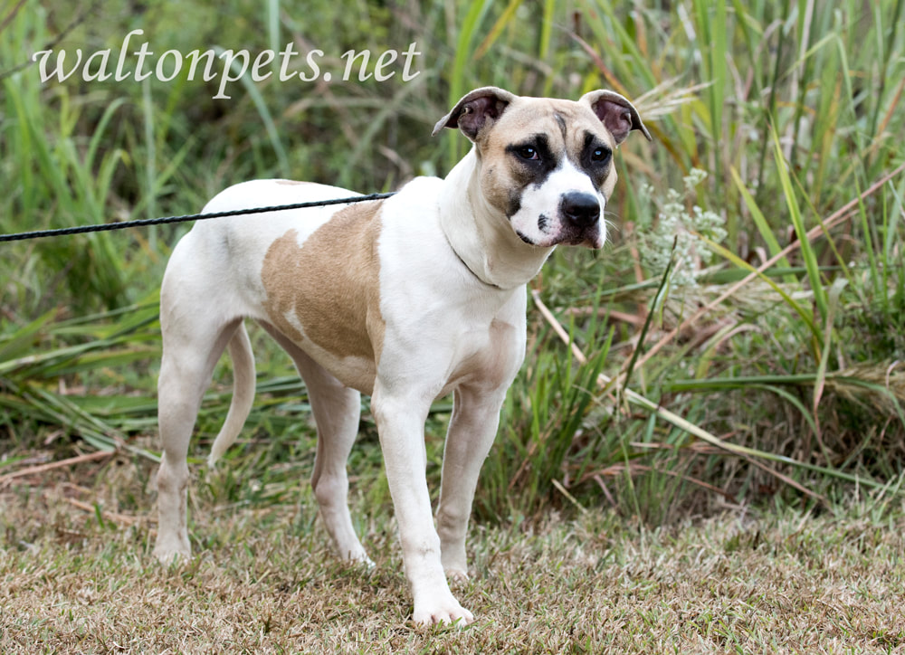 Young hound and boxer mixed breed puppy dog adoption photo Picture