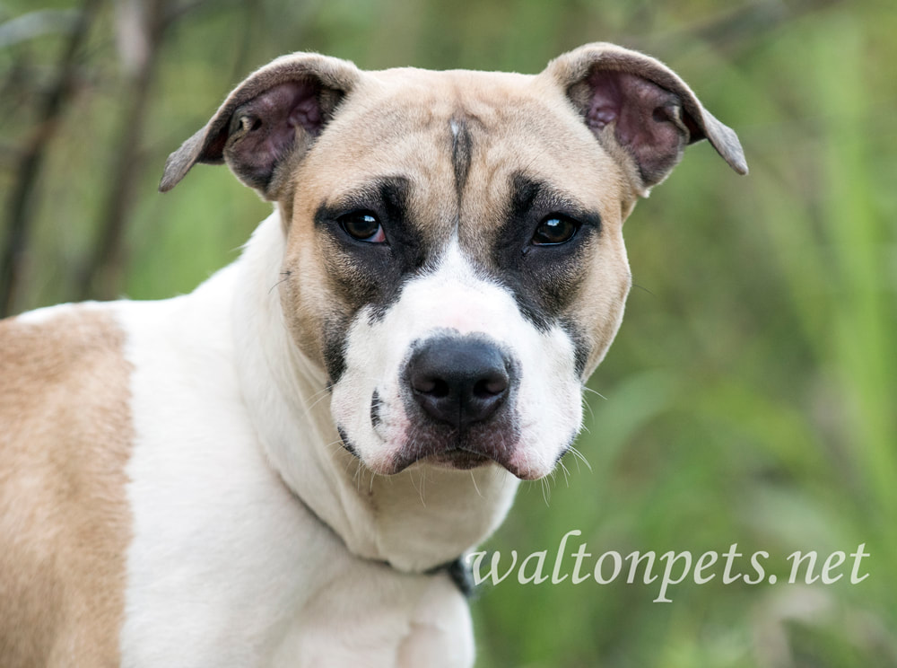 Young hound and boxer mixed breed puppy dog adoption Picture