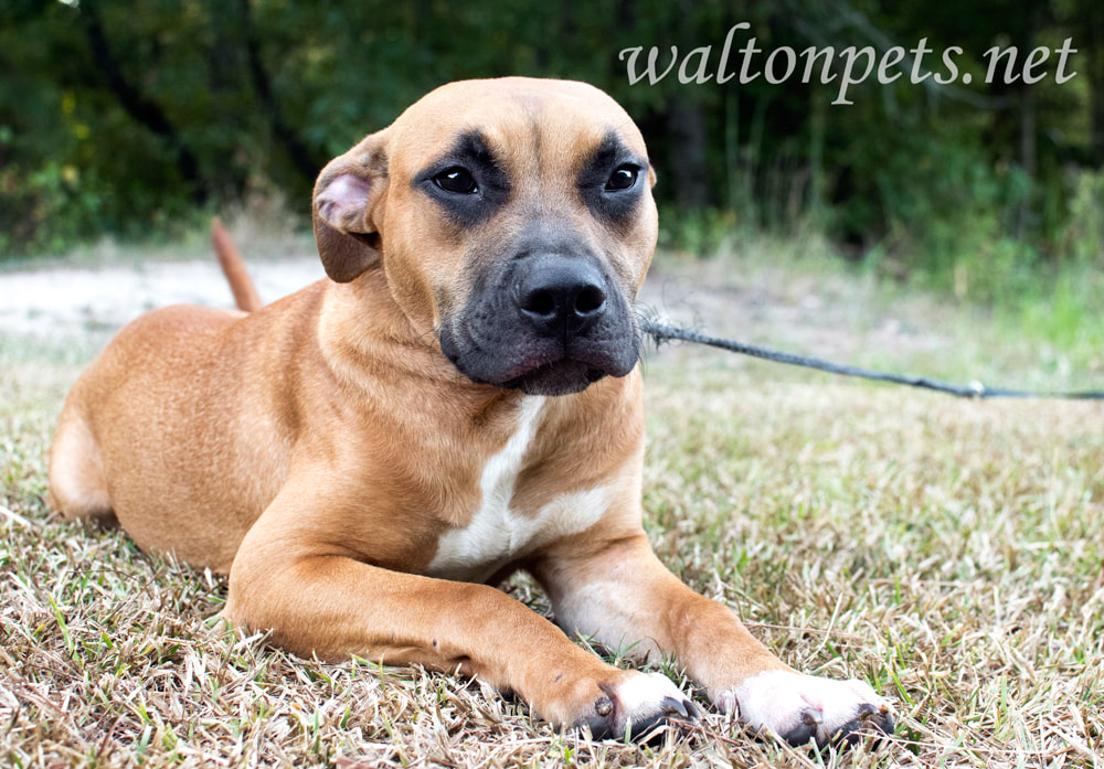 Cute boxer and pitbull mix breed puppy dog laying down outside Picture