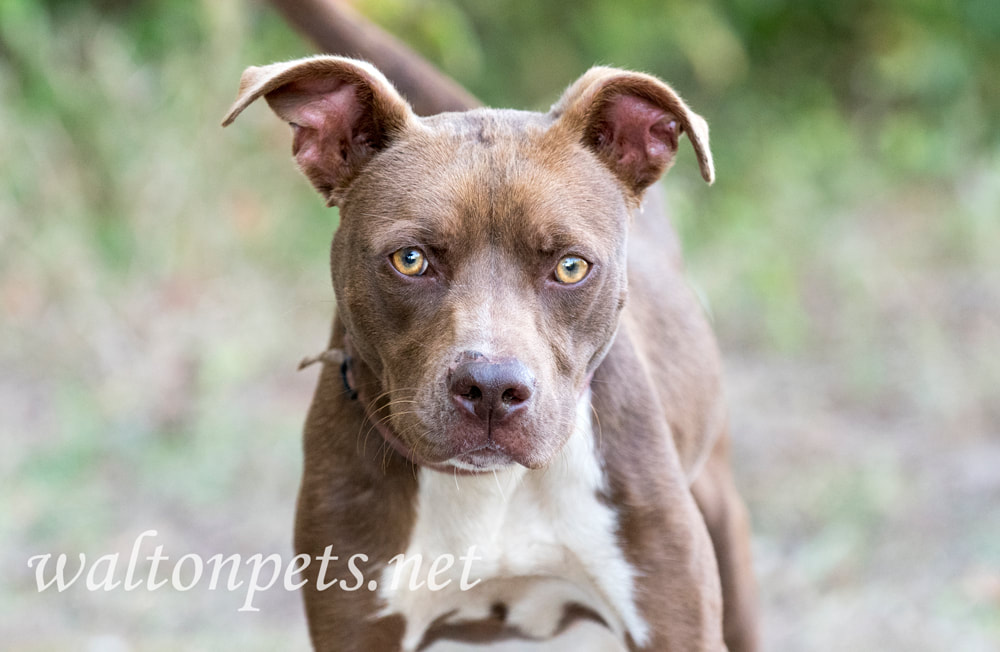 Young chocolate and white pitbull terrier mix breed puppy Picture