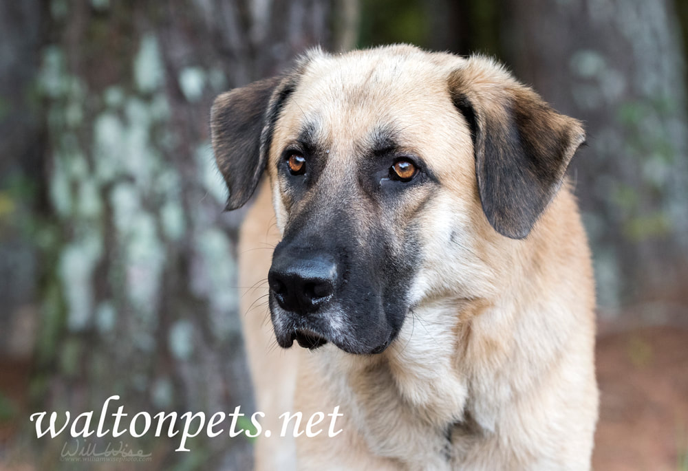 Large Anatolian Kangal Shepherd mountain dog outdoors Picture