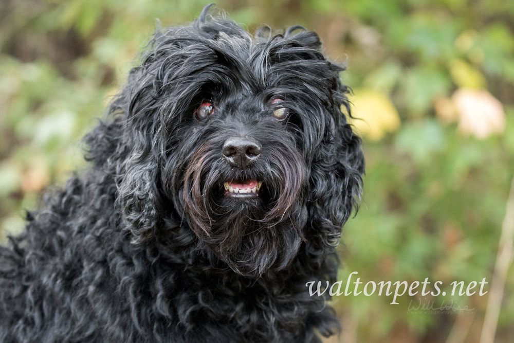 Blind Cockapoo dog with cataracts Picture