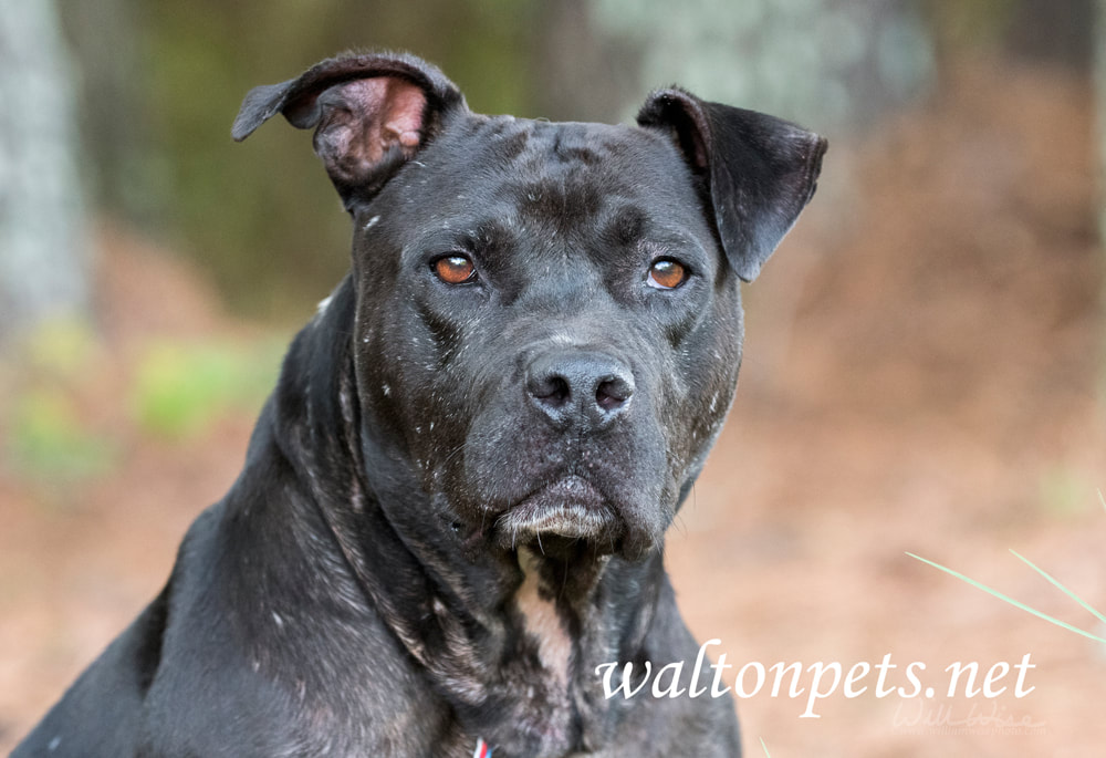 Senior black bulldog pitbull mix breed dog - WISE PHOTOGRAPHY