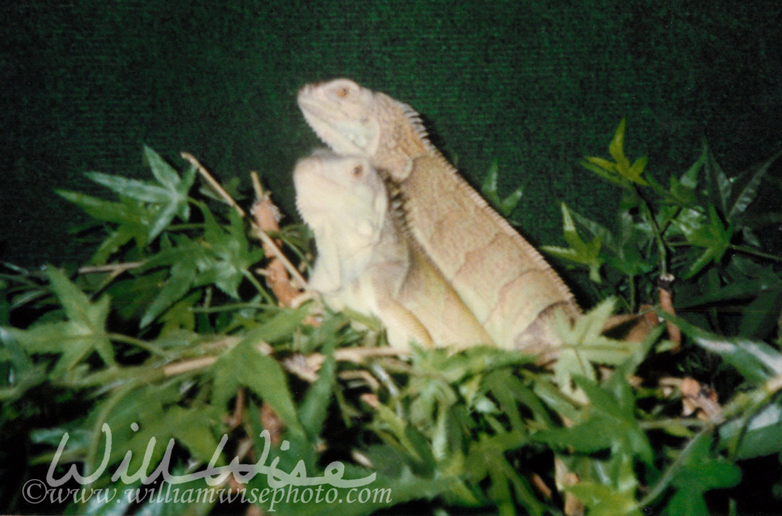 Pet Iguana Picture