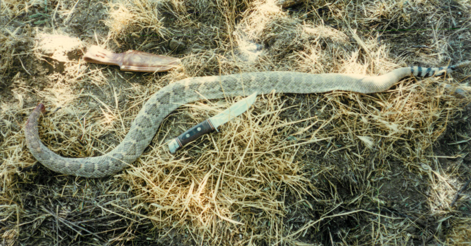 Western Diamondback Rattlesnake Picture