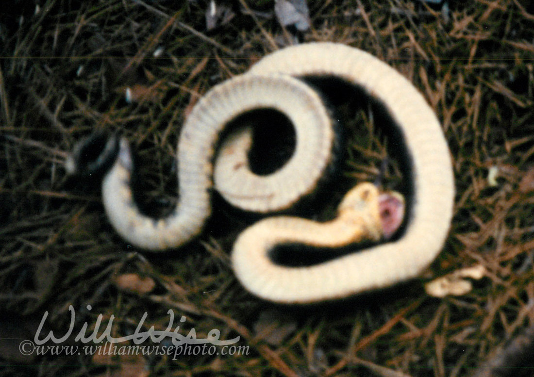 Eastern Hognose Picture