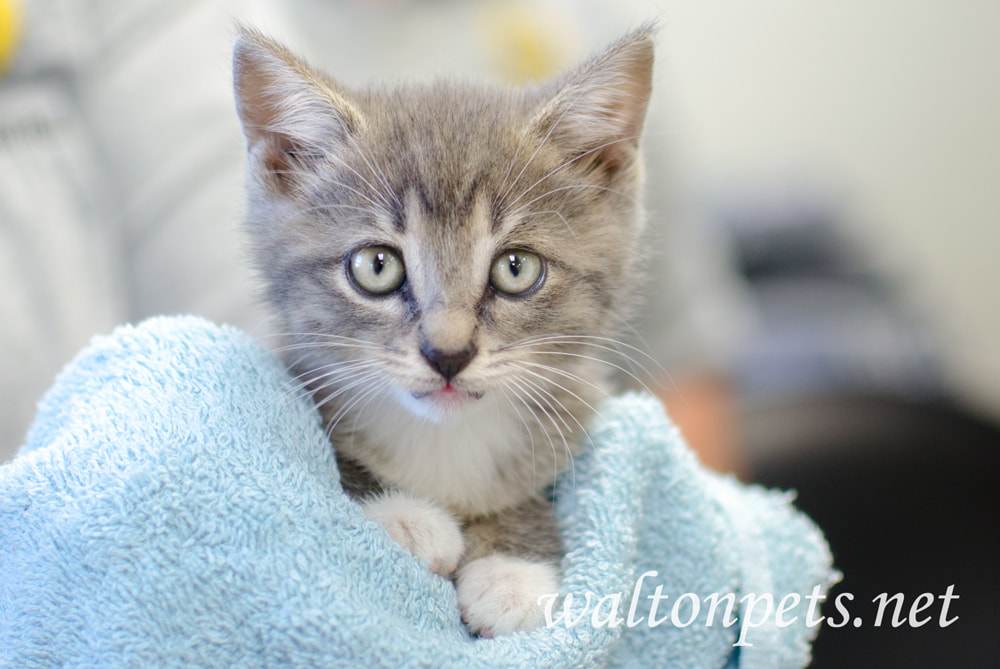 Cute grey kitten wrapped in a towel at the animal shelter Picture
