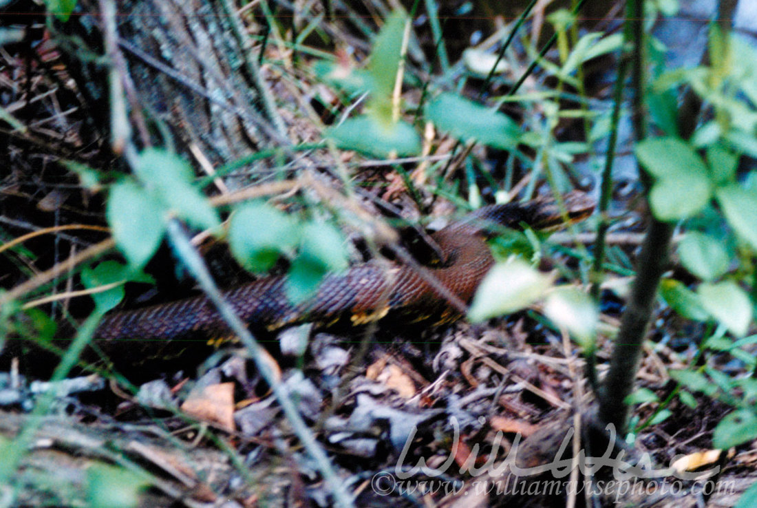 Cottonmouth Picture