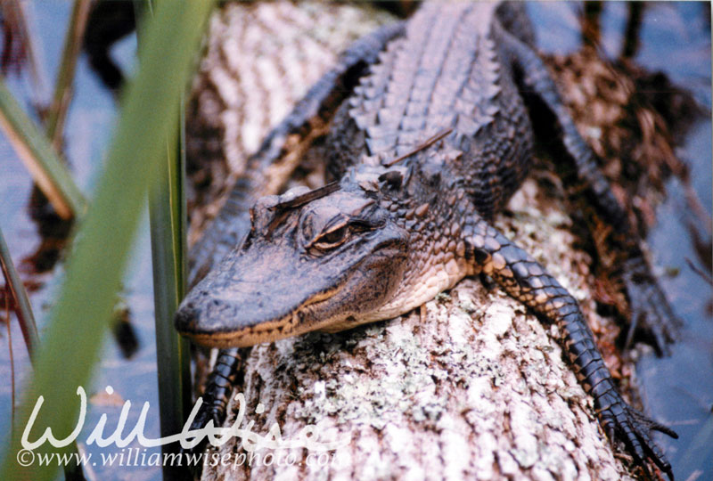 Savannah National Wildlife Refuge Alligator Picture
