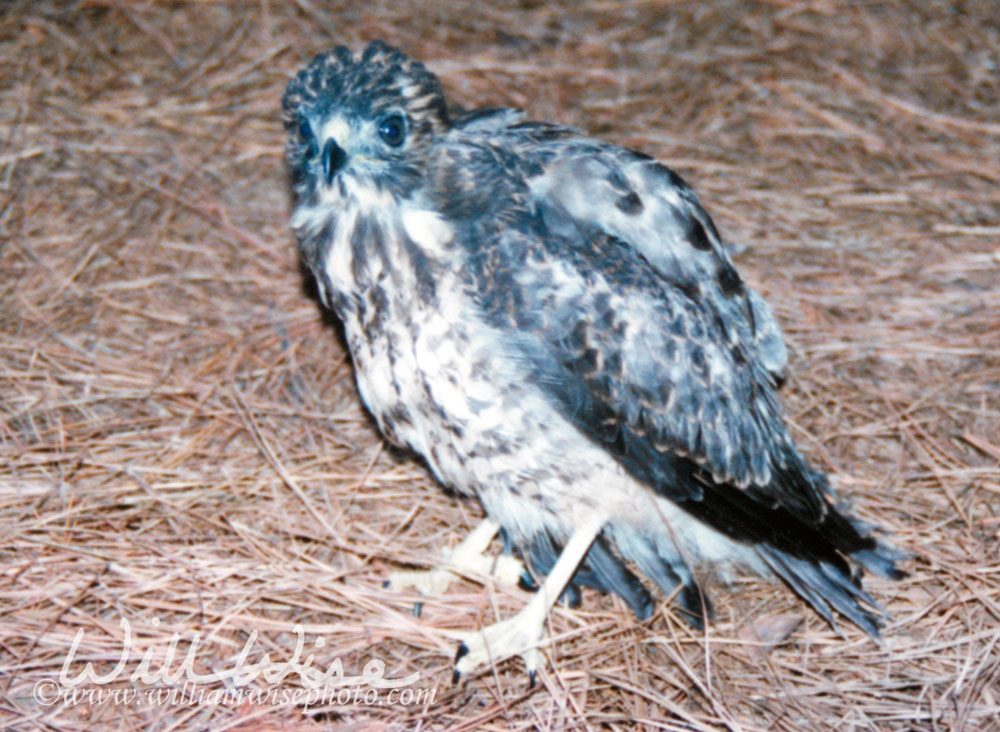 Juvenile Hawk Picture