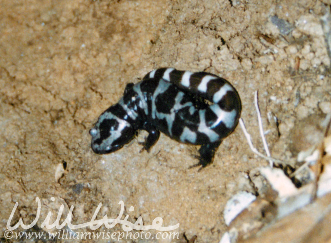 Marbled Salamander Picture