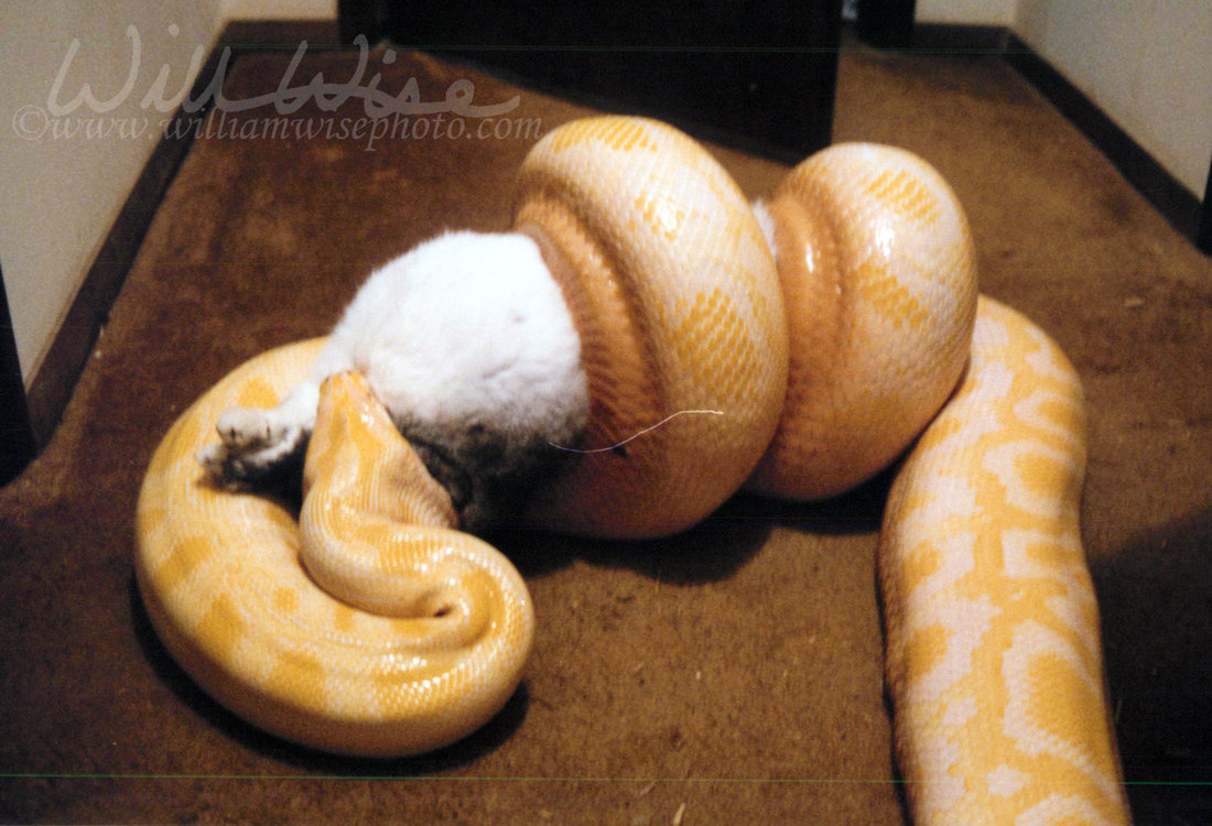 Albino Burmese Python Picture
