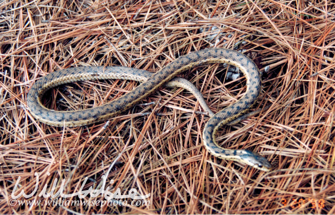 Garter Snake Picture