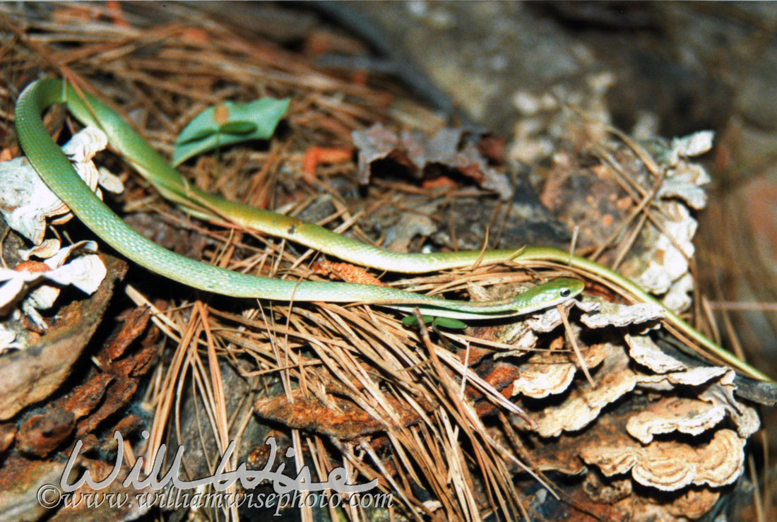 Rough Greensnake Picture