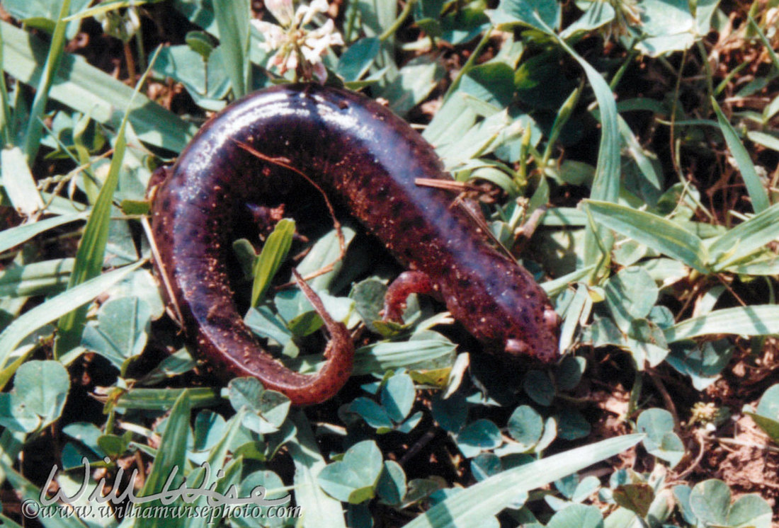 Red Salamander Picture