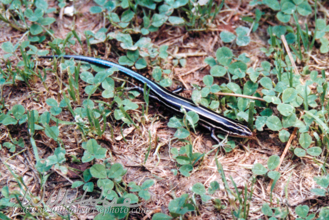 Five Lined Skink Picture