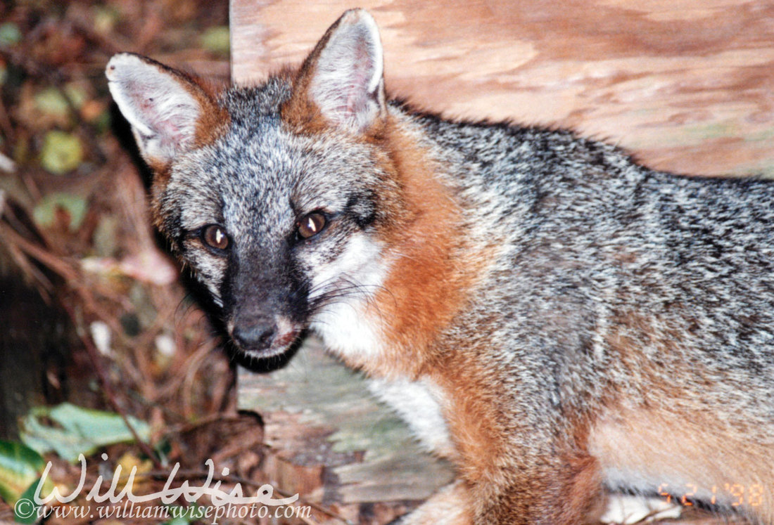 Gray Fox Picture