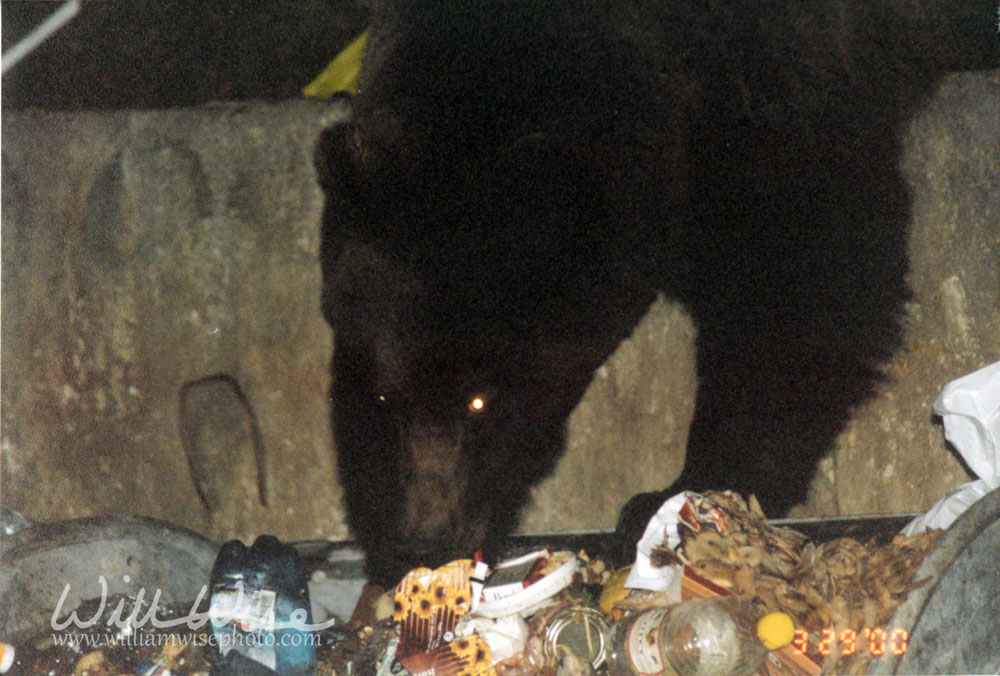 Romanian Bear Picture