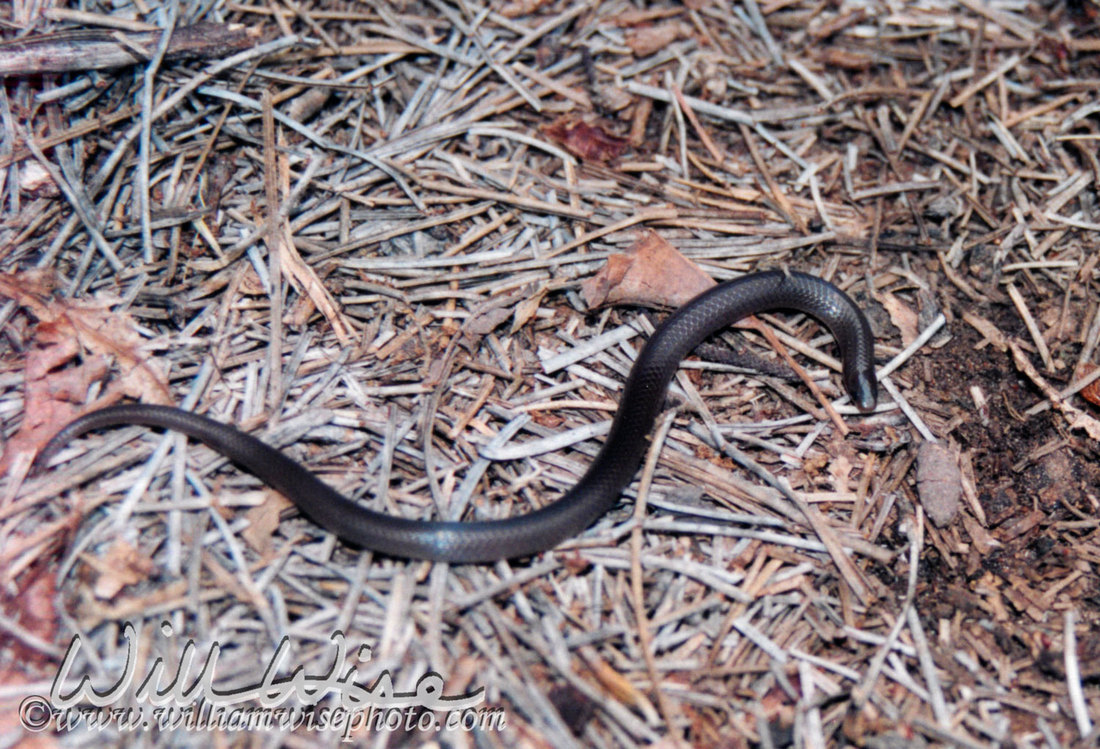 Eastern Worm Snake Picture