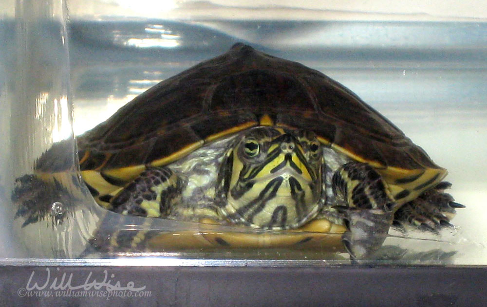 Slider Turtle Picture