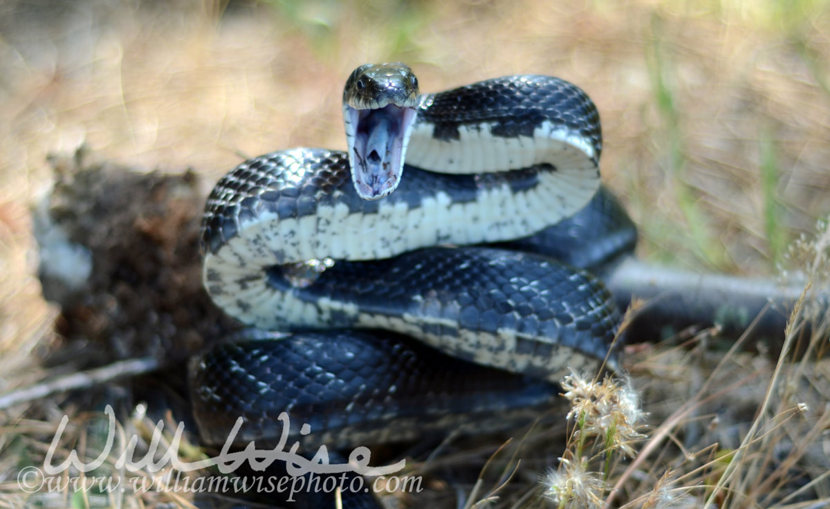 Black Rat Snake Picture