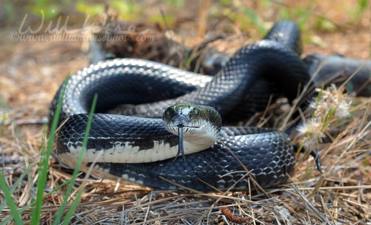 Eastern Black Rat Snake Picture