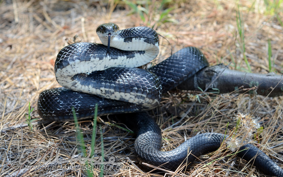 Eastern Black Rat Snake Picture