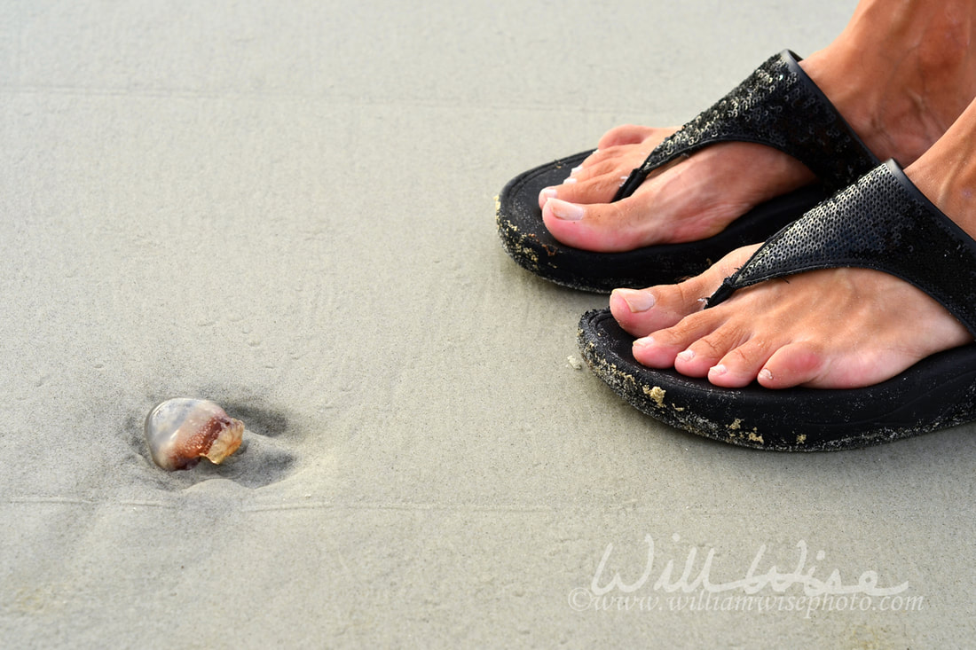 Beach sandals and a stranded jellyfish on Hilton Head Island beach, South Carolina Picture