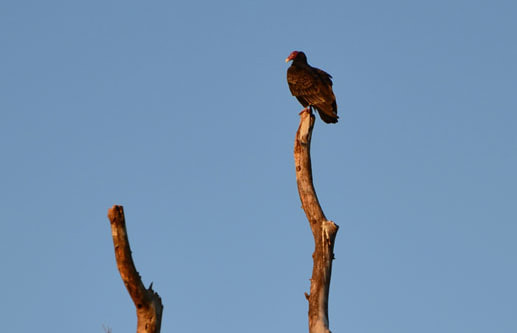 Turkey Vulture Picture