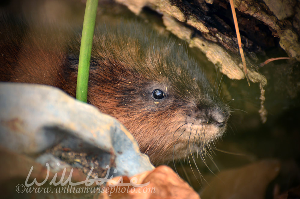 Muskrat rodent, Georgia USA Picture