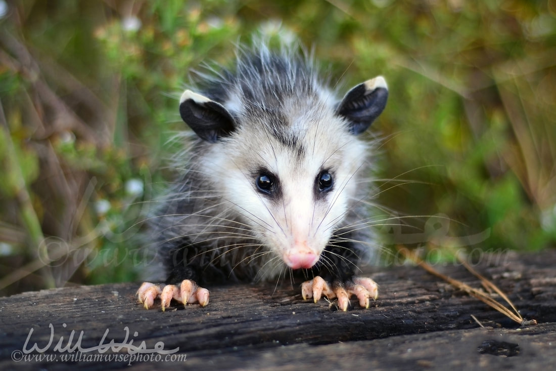 Juvenile Virginia Opossum, Georgia Picture