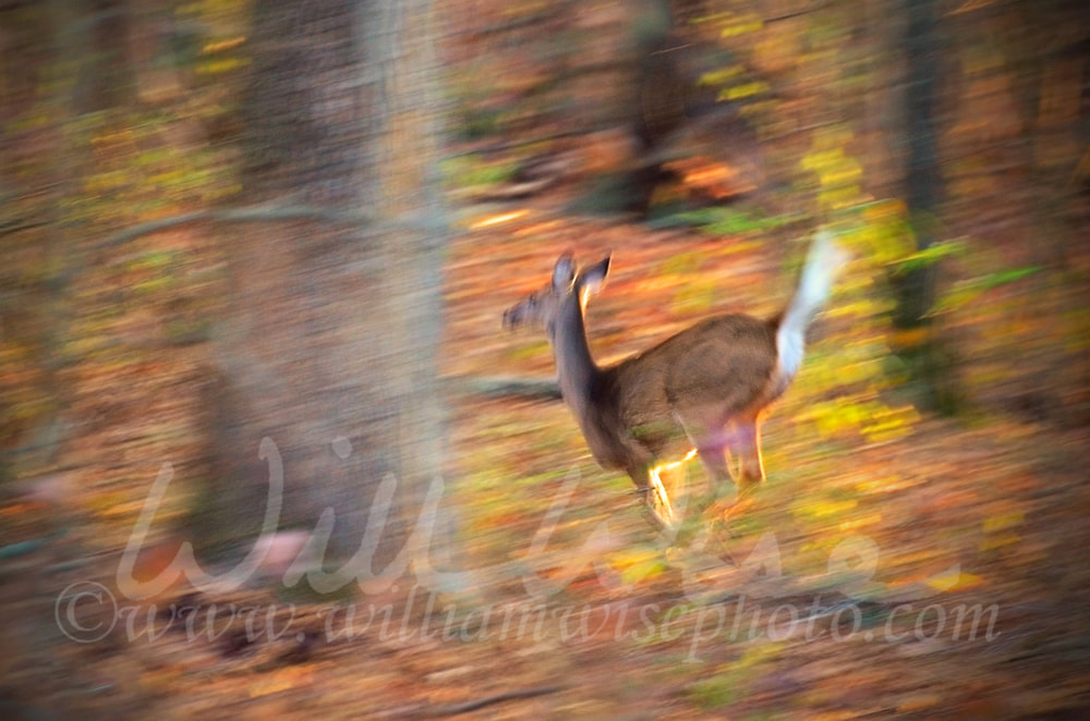 Motion blur Whitetailed Deer Running in Woods Picture