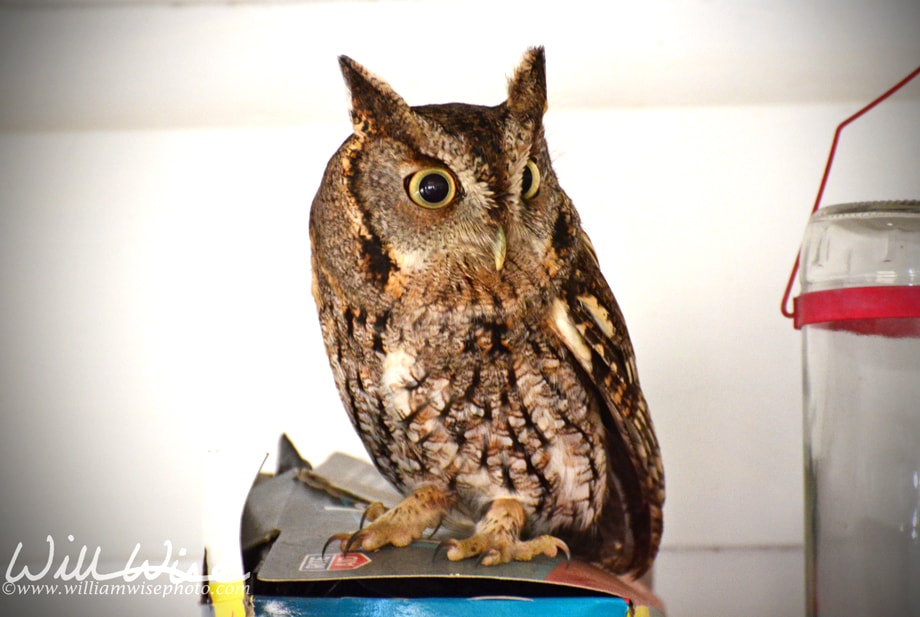 Screech Owl Picture