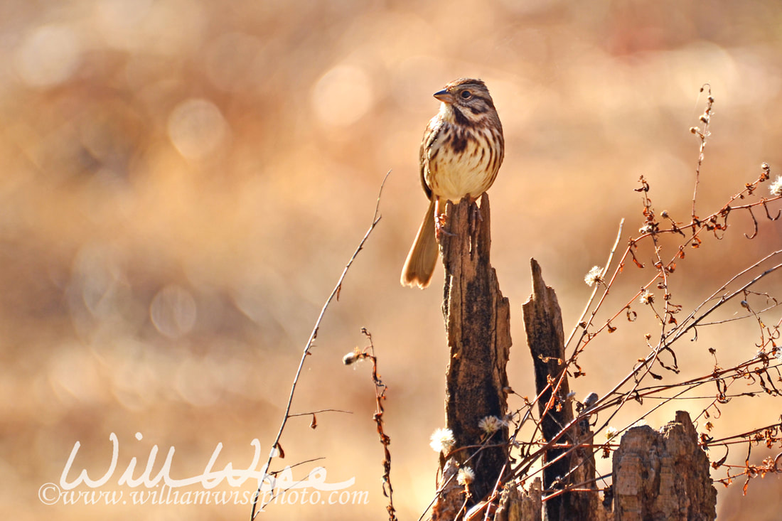Song Sparrow Picture