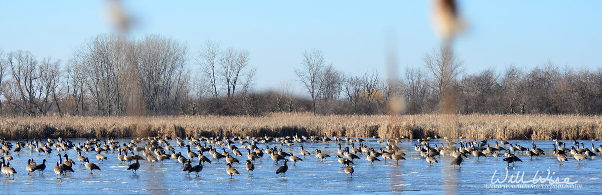 Hundreds of Geese on frozen ice Exner Marsh Picture