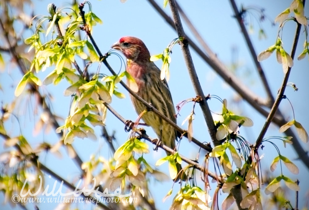 House Finch Picture